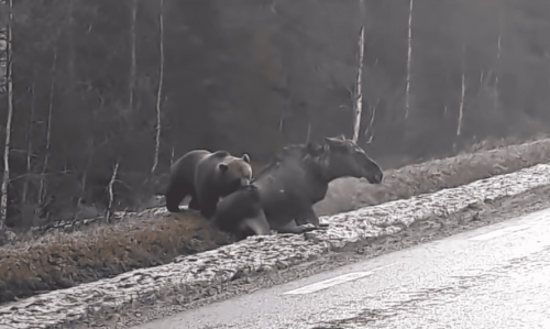 Massive Bear Drags Live Moose Off The Side Of The Road With Ease