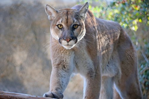 California Woman Fights Off Mountain Lion With Bare Hands To Save Her 5-Year-Old Son