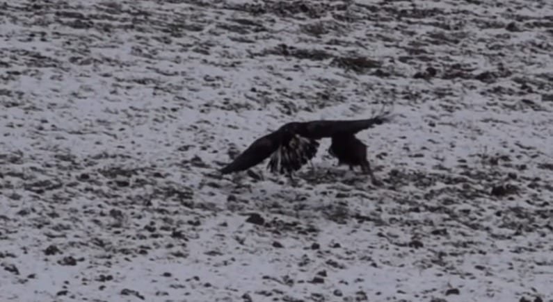 VIDEO: Hunters Use Massive Golden Eagles To Hunt Wild Boar