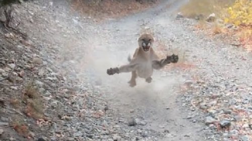 Jogger's viral video of a stalking mountain lion has the outdoor world shook