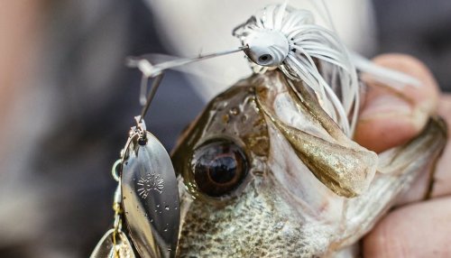 How To Catch More Largemouth Bass During The Shad Spawn