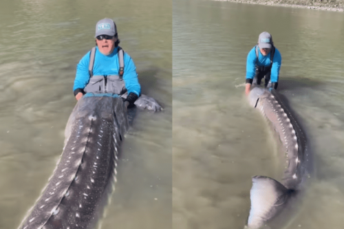 These record-setting catches are rocking the fishing world