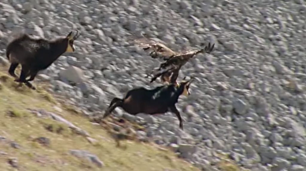 Eagle Dragging A Mountain Goat Off A Cliff Is Nature At Its Most Brutal