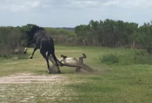 This wild horse-gator brawl provides a valuable lesson to us all