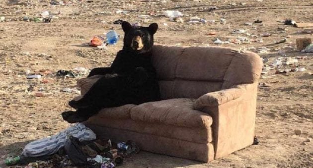 World’s Chillest Black Bear Sits On A Couch Like A Person