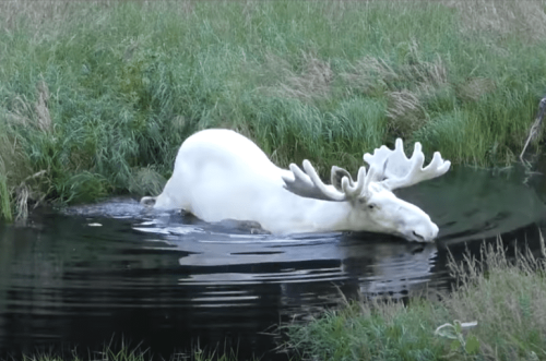 The ultra rare white moose footage rocking the outdoor world