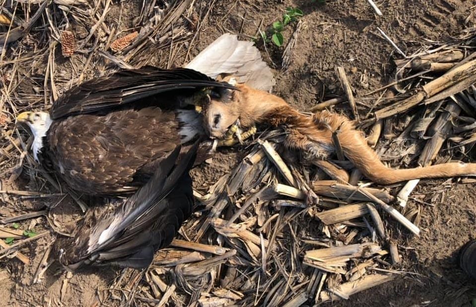 Dead Bald Eagle Found With Talons Stuck In Deer Skull