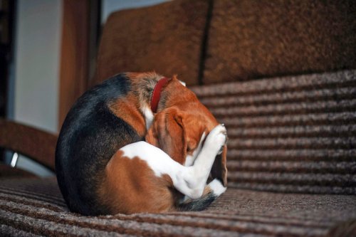 Why Your Dog is Licking Their Back Near the Tail - Whole Dog Journal