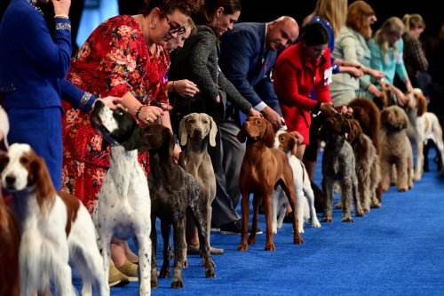 The National Dog Show explained: How a dog contest became a Thanksgiving tradition