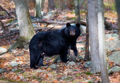New Jersey court reinstates black bear hunt