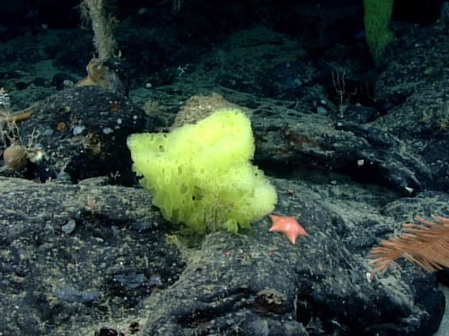 A research vessel found SpongeBob lookalikes a mile under the ocean's surface