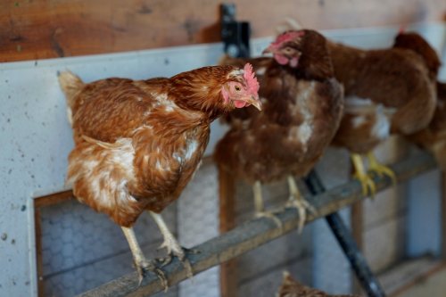 New Jersey remains vigilant about bird flu amid growing number of cases