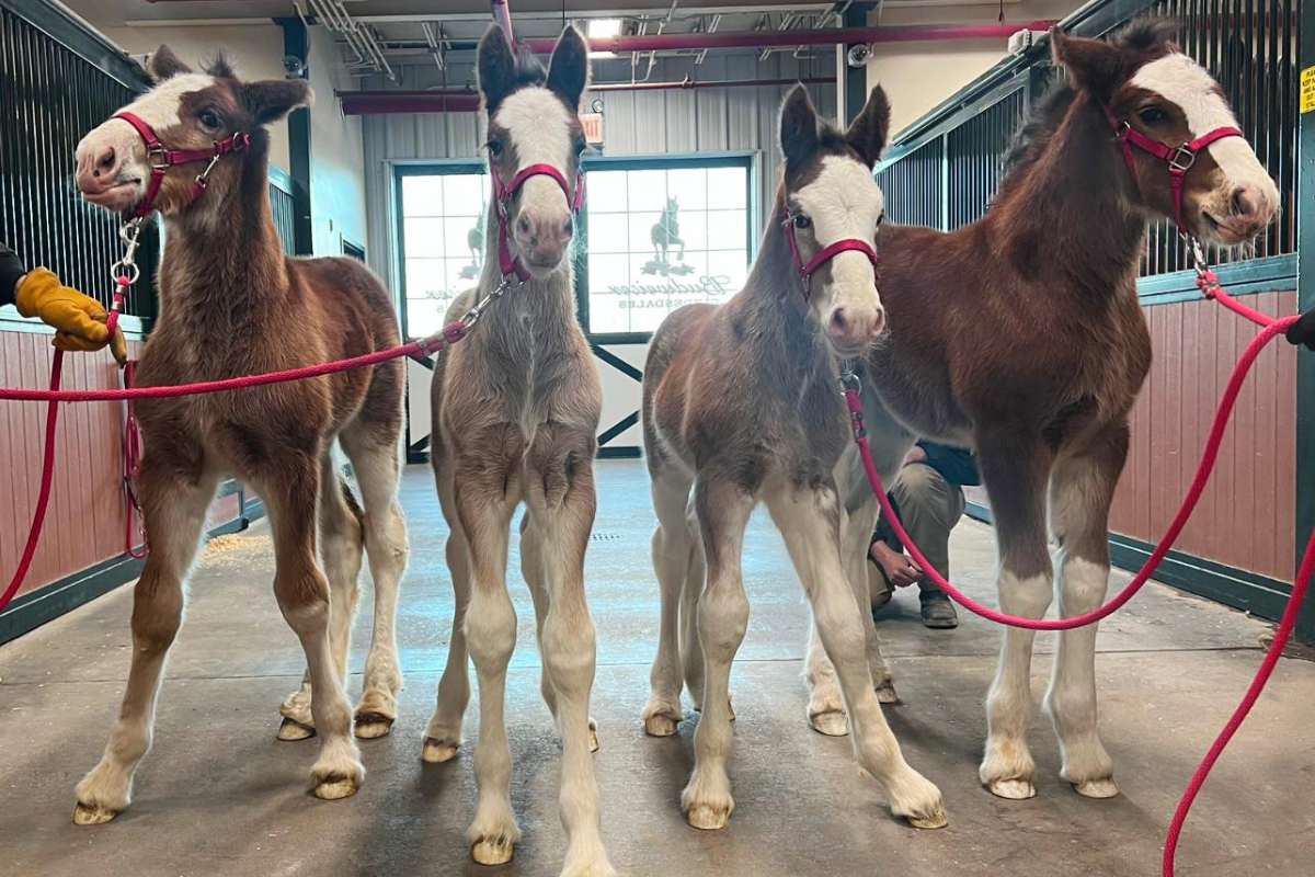Budweiser's Adorable Newborn Clydesdales Are Hosting Their Very Own Super Bowl Watch Party