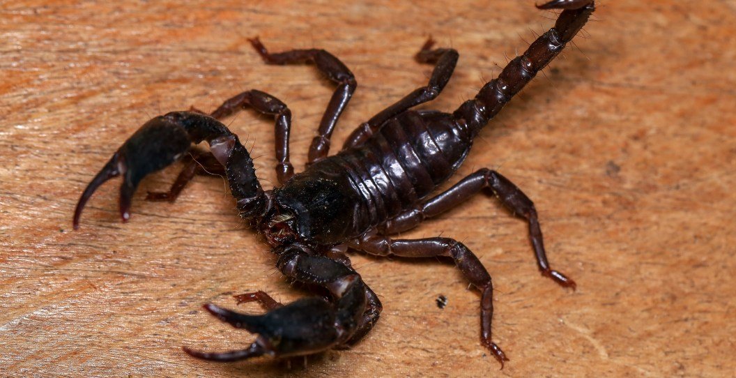 Woman Stung By Scorpion While Trying To Get Her Bag At Airport