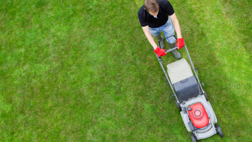 Lawns Are Killing the Environment. Here’s The Best Lawn Alternatives To Help Save the Planet