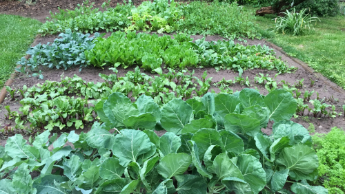 Farmer Lee Jones On Sustainability and All the Summer Vegetables You Should Plant