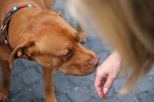 You Should Never Greet a Dog by Extending Your Hand for a Sniff