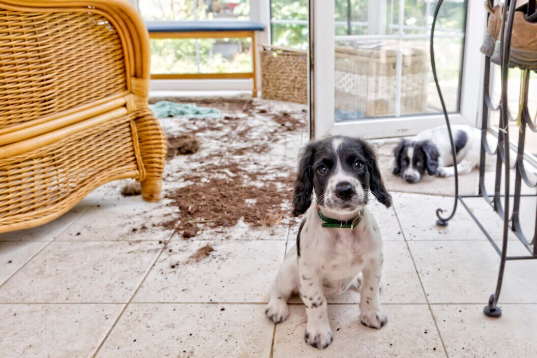 Follow This Simple Checklist to Puppy-Proof Your House