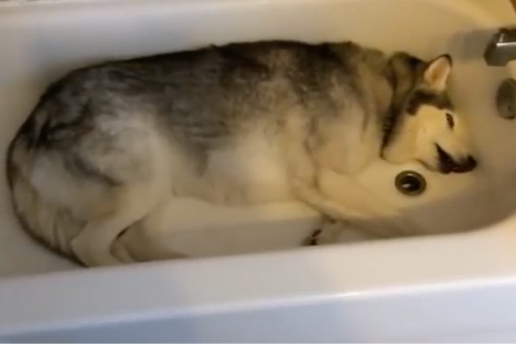 Husky Throws Tantrum Because Mom Won't Fill the Bathtub