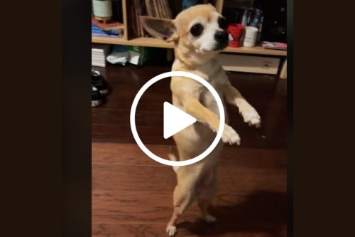 Bella the Chihuahua Is Famous for Her Impressive Dance Moves