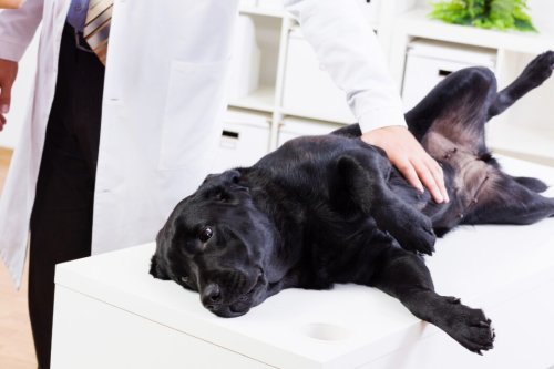 How to Recognize and Prevent Bloat in Dogs