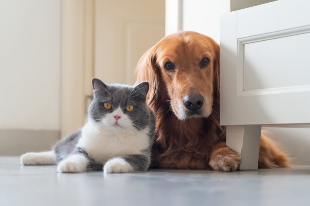 17 Cat Breeds That Get Along Great With Dogs