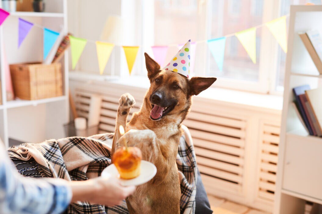 Raise the Woof With These Paw-some Dog Birthday Party Ideas