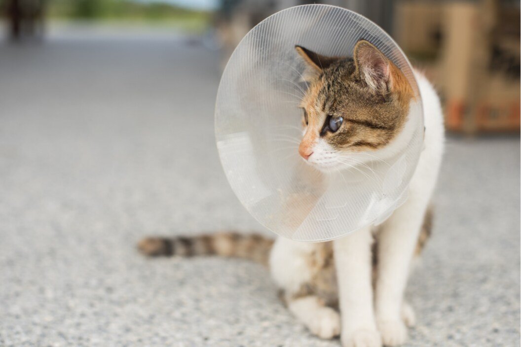 The Cost to Spay a Cat Can Be Pricey, But It's Worth It