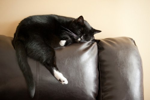 10 Cat Sleeping Positions & What It Means About Them