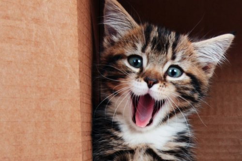 35 Funny Cat Puns That Are Purrrrfect for Kitten Around