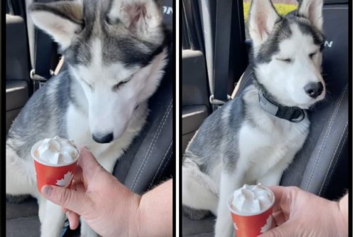 This Picky Husky Refuses to Eat His Pup Cup Because It's Not From Starbucks