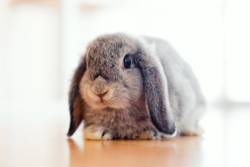 37 "Ear-resistible" Bunny Puns We Can't Get Enough Of