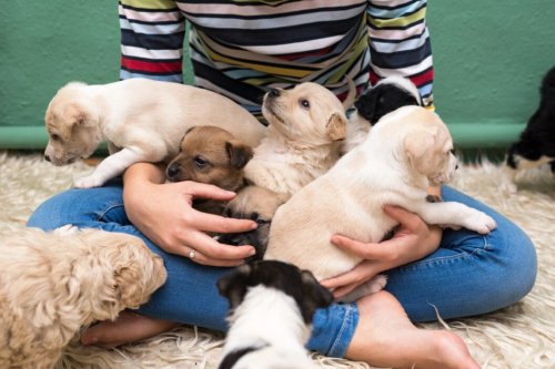 A Professional Trainer Explains What to Do During Your First Week With a New Puppy