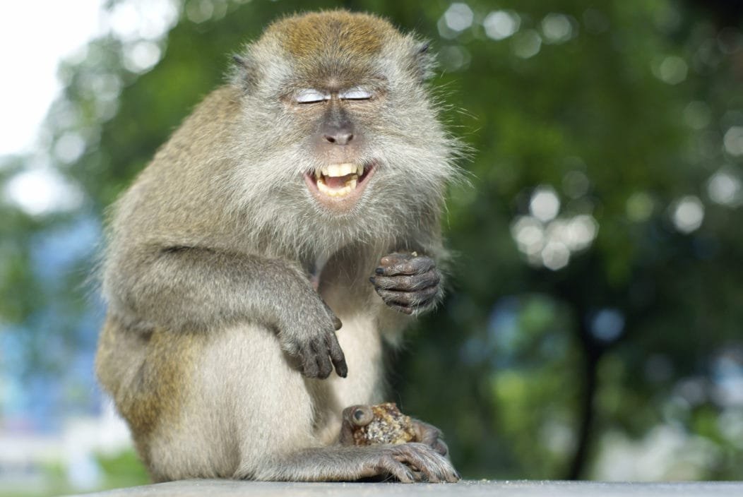30 Monkey Puns That Are 'Ape-solutely' Hilarious