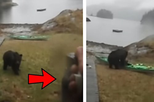 Woman Hilariously Pleads for Bear to Stop Destroying Her Kayak