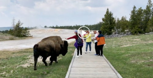 Watch (Another) Tourist Try to Pet a Bison at Yellowstone—and Get Charged