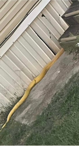 Cat-Eating Albino Python Wreaks Havoc in an Oklahoma Trailer Park
