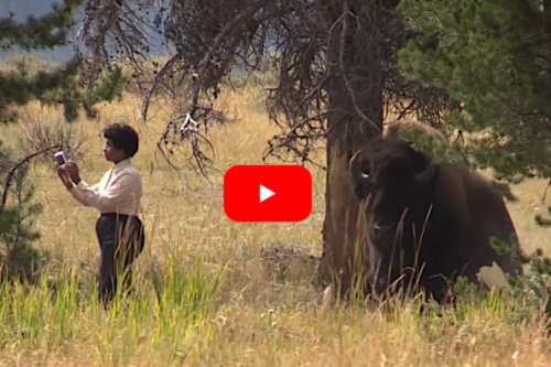 Bison Gives Tourist Taking Selfies the Fright of Her Life