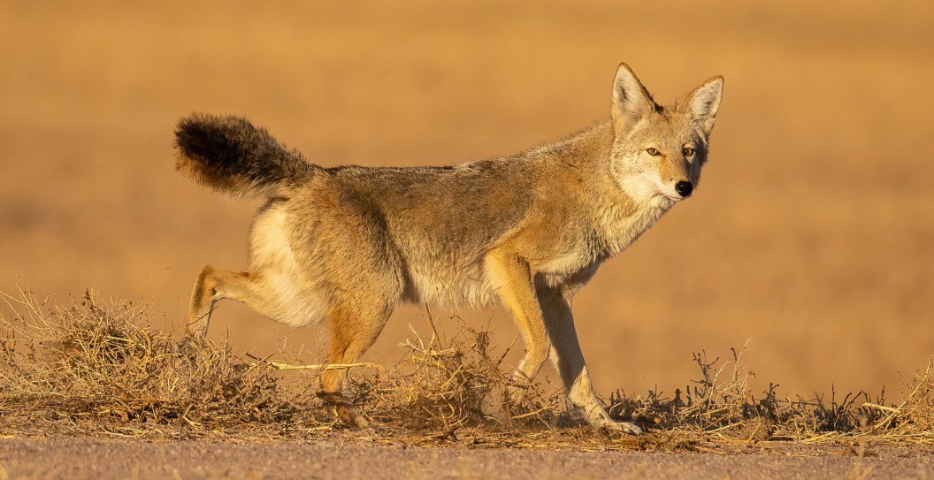 Unfazed Cat Fights Off Three Coyotes In Wild But Inspirational Viral ...