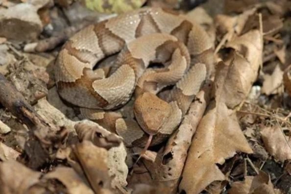 Baby Copperheads: How to Identify Them and Get Rid of Them