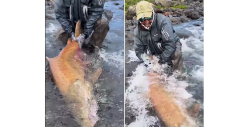 Watch: Massive King Salmon in Argentina Is 'A Beast for the Books'