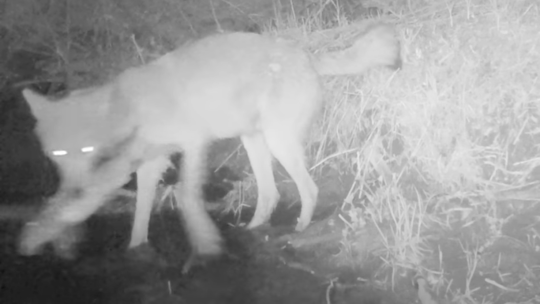 Watch: This wolf mom's fishing skills are better than yours - cover