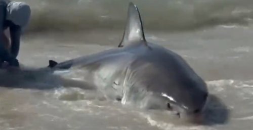 North Carolina Fishermen Risk Their Lives To Save Beached Great White Shark After Catching It While Fishing