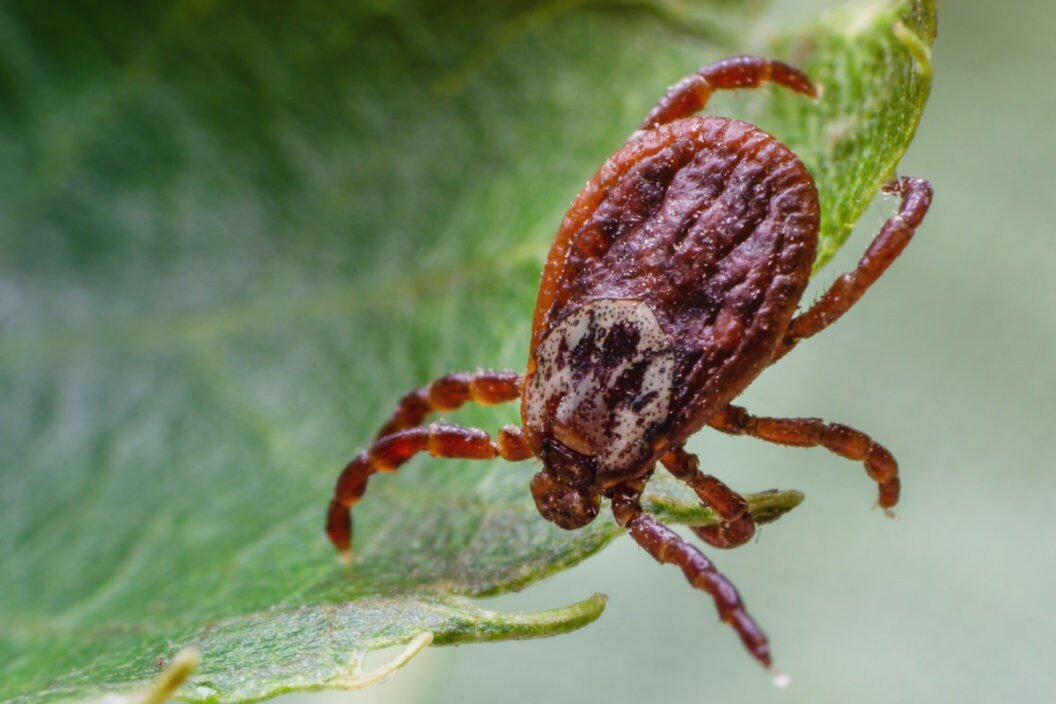 8 Famous Tick Myths That Are Nothing But Urban Legend