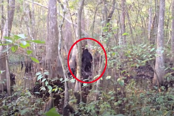 The Most Controversial Videos of "Bigfoot" Ever Captured - cover