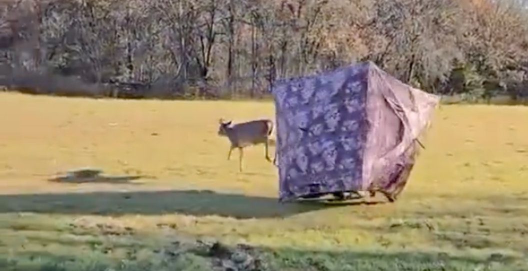 Deer Picks The Worst Hiding Spot — A Hunter's Blind