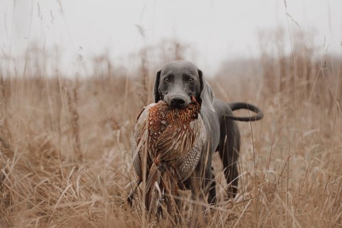 20 Best Hunting Dogs to Hit the Field This Fall