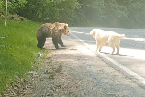 Bold Dog Barks Grizzly Bear Into Backing Down