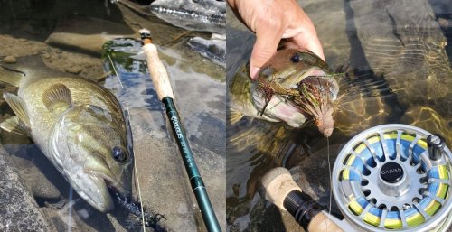 How to Catch Your First Bass on a Fly Rod