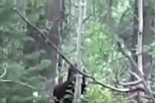 Suspicious Footage Stirs Bigfoot Theories